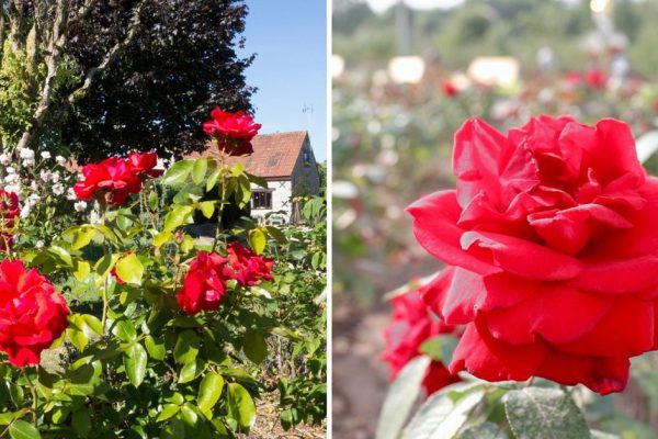 Как обустроить цветущий островок из роз на даче