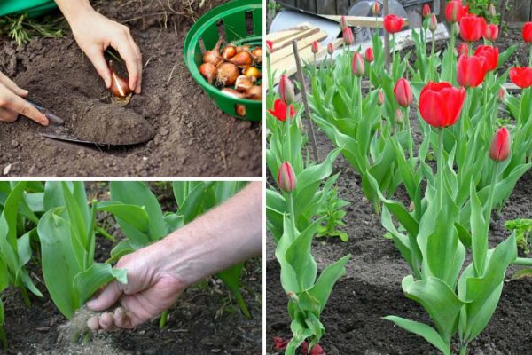 Срочные меры, если тюльпаны не цветут и вместо цветов одни листья