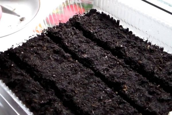 Вот как выращивать свежие зелень и овощи даже не в сезон! Все будут умолять поделиться.