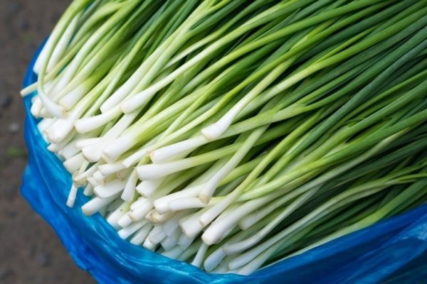 Как выращивать зеленый лук дома круглый год