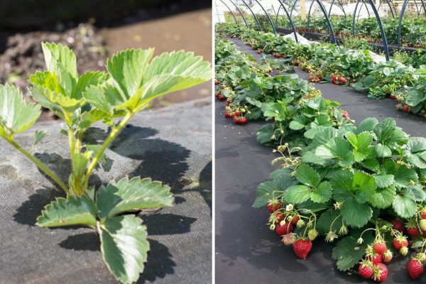 Клубника на черном агроволокне, что похожа на большие сочные рубины