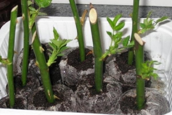 Сдаю рецепт маминой «Тройчатки» для проращивания роз, даже из чахлой розы получится черенок с корешками