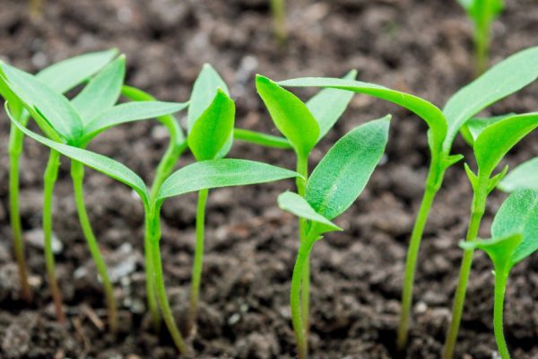 Схема высадки болгарского перца в грунт