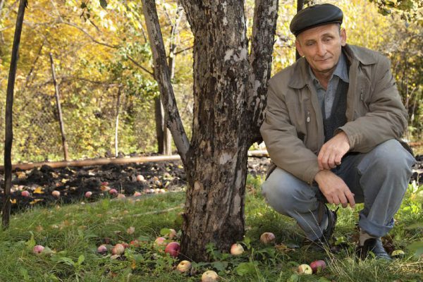 Сосед спилил яблоню в своем саду, поведаю, что его настигло через месяц