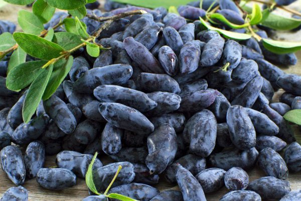 Старец научил есть ягоды жимолости, что способны исцелить тяжелые недуги