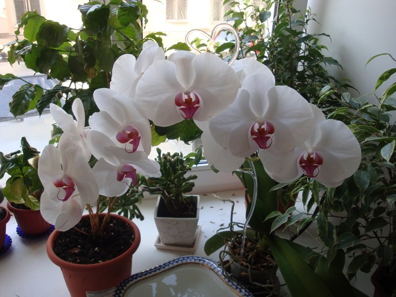 янтарная кислота для орхидей как разводить
