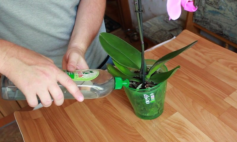 что дает янтарная кислота для орхидей