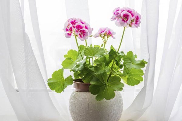 Почему в Японии верят, что родственники видят нас с небес