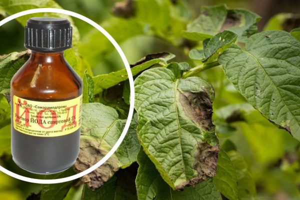 Leaves Plant Of Potato Stricken Phytophthora (Phytophthora Infestans) In Vegetable Garden Close Up.