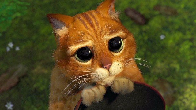 кот из Шрека