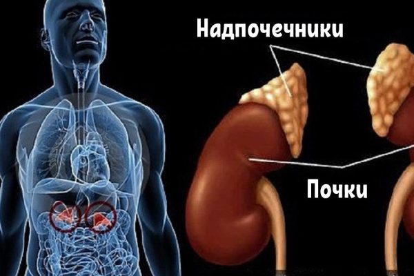 Что происходит в организме, если надпочечники истощены. Так вот откуда проблемы с весом  и головокружение!