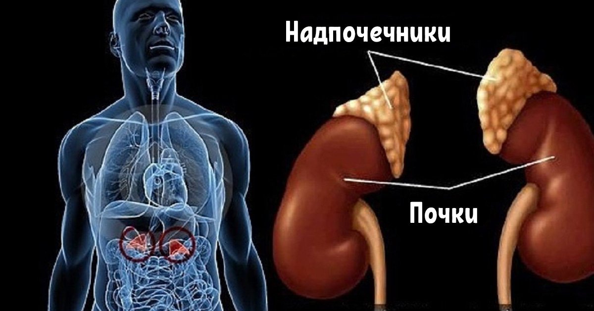 Надпочечники картинка