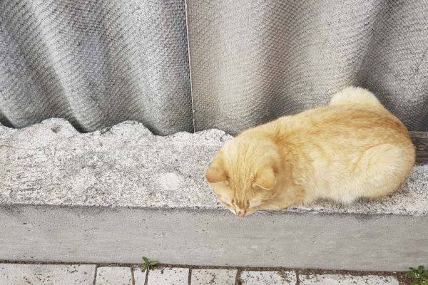 Горько пожалел, сделав забор из старого шифера, демонстрирую печальное зрелище