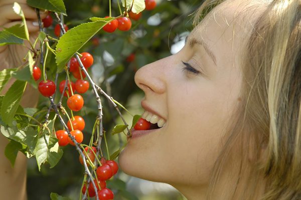 Почему соседская вишня слаще своей собственной