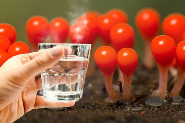 Зачем тибетские махатмы и все красивые женщины пьют по утрам горячую воду