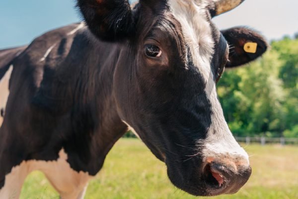 Задача о мудром мужчине, который покупал и продавал корову, для тех, кто хочет проверить свою сообразительность