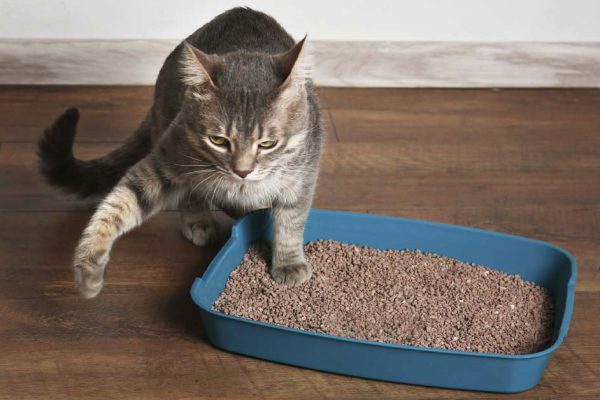 Обустройство кошачьего туалета подальше от чужих глаз