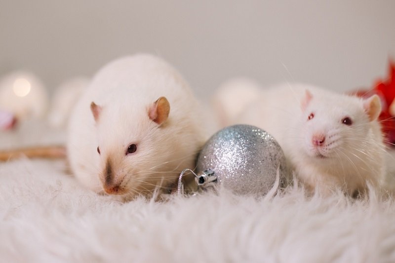 Как накрыть новогодний стол в год Крысы