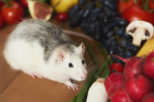 Decorative cute rat and raw vegetables.