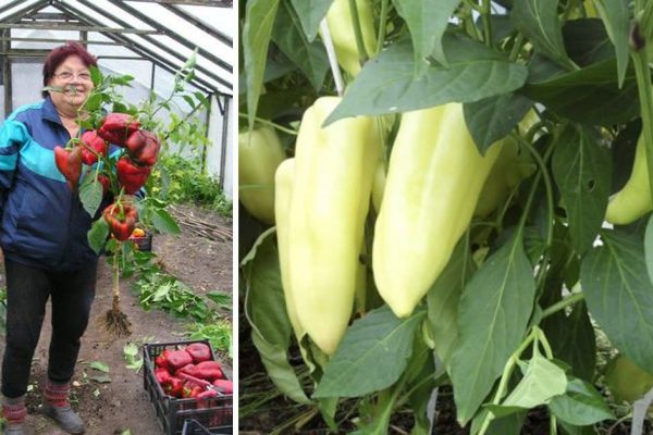 Хитрая свекровь замачивает семена болгарского перца так искусно, что они всходят в 2 раза быстрее