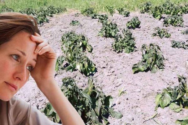 Можно ли как-то спасти урожай картофеля, который пострадал от заморозков