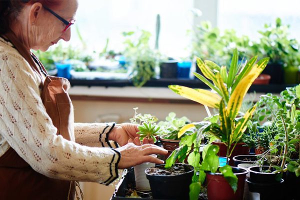 Как применять хозяйственное мыло в комнатном цветоводстве