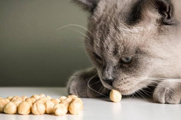 Кот поддается дрессуре, если сюсюкаться с ним, как с малышом