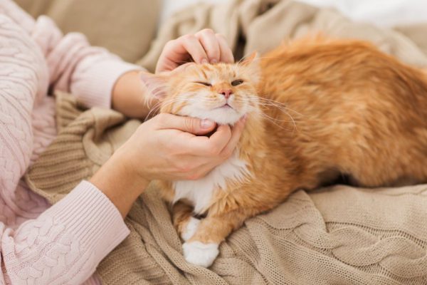 pets, hygge and people concept - close up of female owner stroking red tabby cat in bed at home