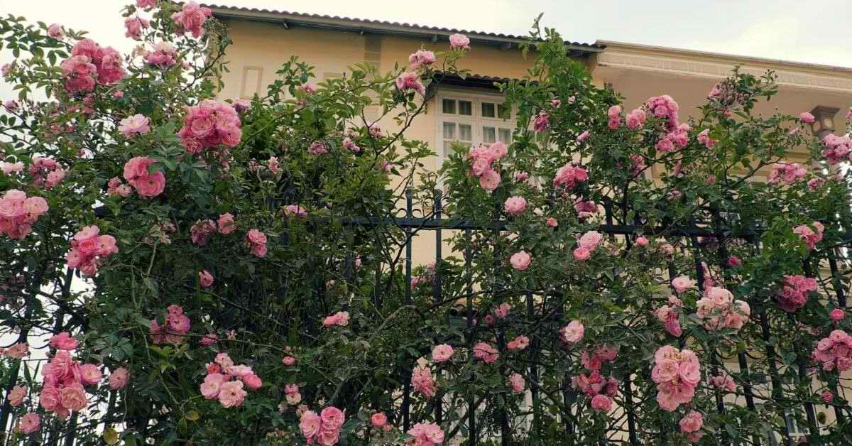 Осточертели любопытные взоры соседей, посадил розу «зефирин друэн», на участке стало уютно и безопасно Советы,Дача,Забор,Растения,Розы,Сад,Цветы