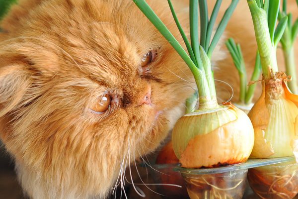 Способы выращивания зелени зимой