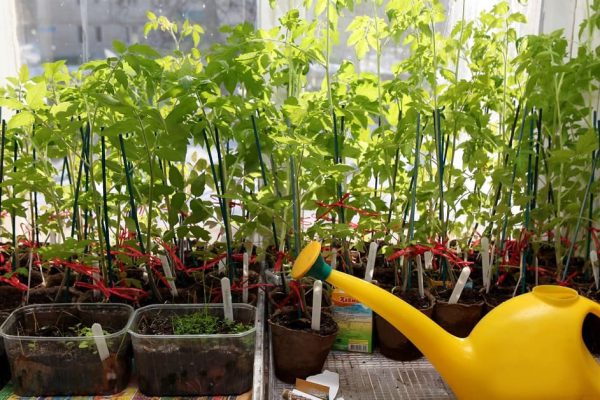 Мастерство выращивания зелени на подоконнике и как вырастить микрогрин