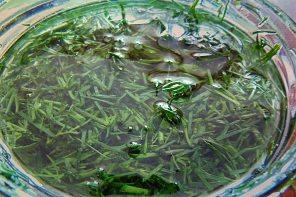 Как сохранить свежую зелень без консервации и заморозки! Зеленое масло в банке.