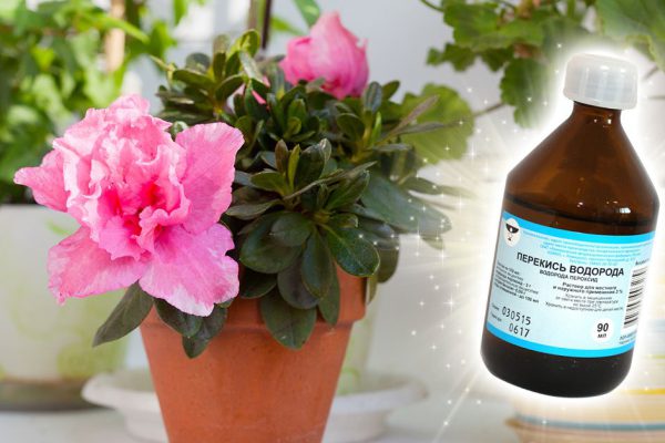 Чем поможет комнатным растениям перекись и почему она крайне необходима