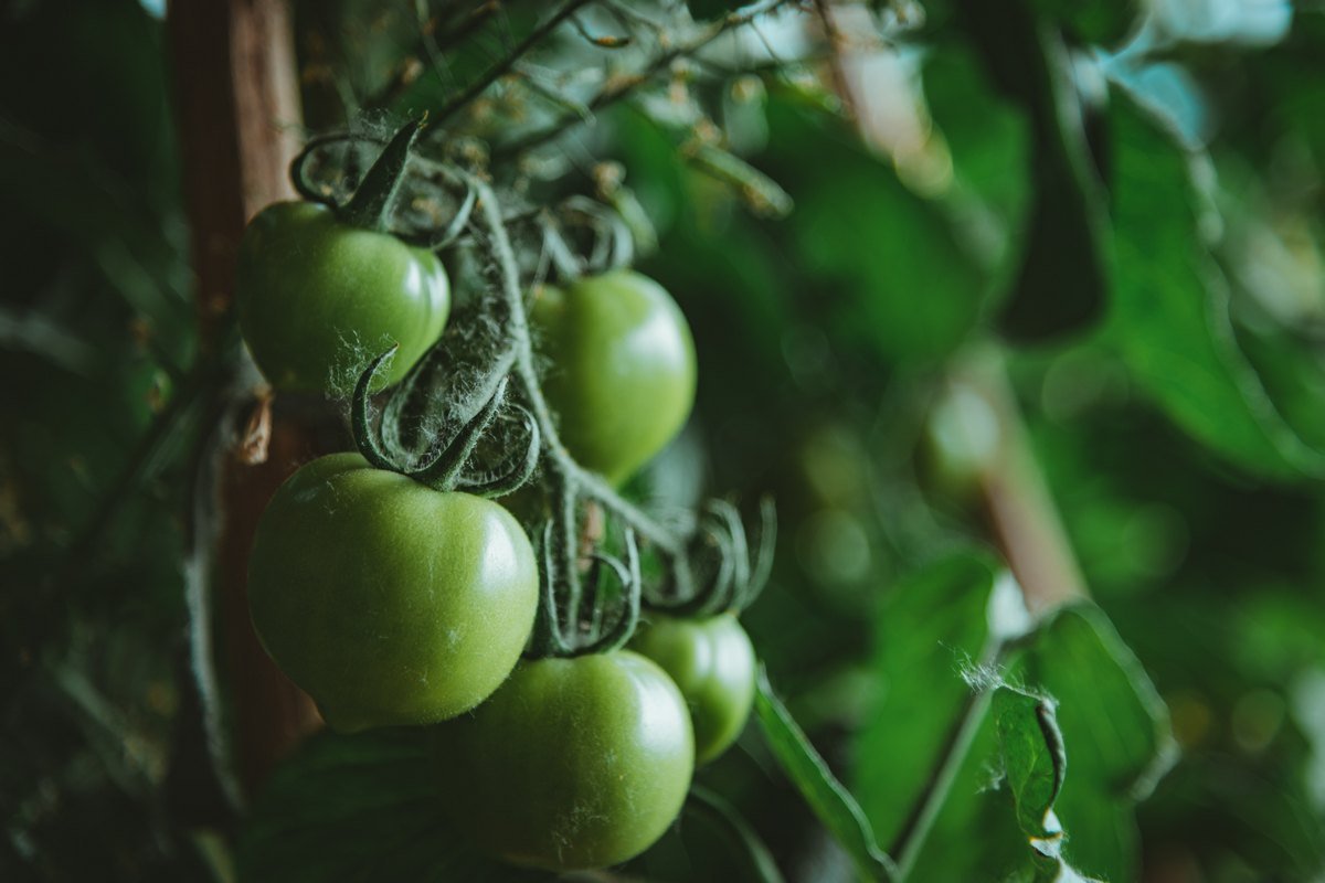 зеленые помидоры в банках с чесноком