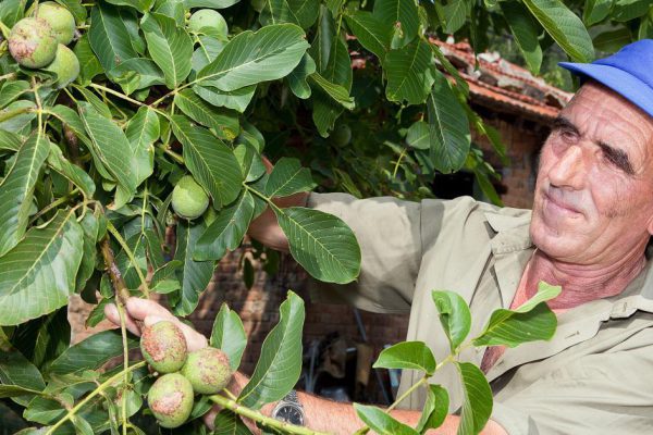 Как использовать зеленые грецкие орехи для укрепления здоровья