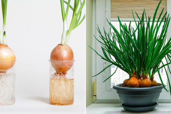 Кудесница показала, как вырастить 2 кг зеленого лука на подоконнике, чтобы был свежий на новогодние праздники