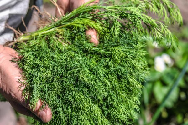 У меня есть свежий укроп круглый год, сообразительная подруга рассказала, как его выращивать