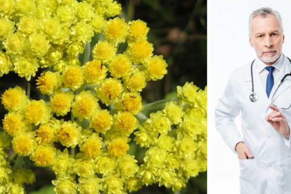 Почему некоторые травяные чаи следует употреблять умеренно