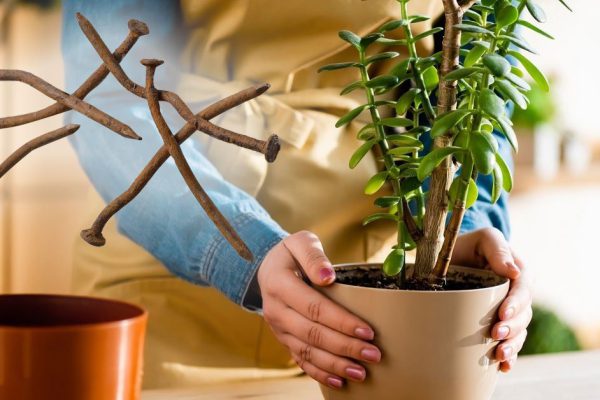 Зачем совать гвозди в землю для комнатных растений