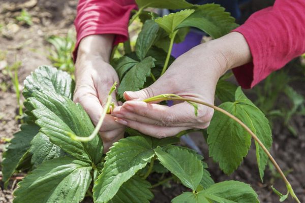Беспощадно вырываю «мужские» кусты клубники, оставляю «девочек» для крупных ягод