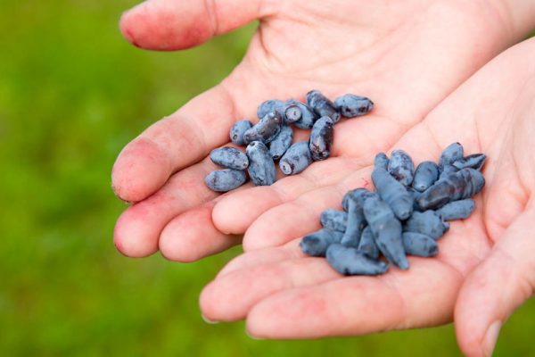 Почему каждый прозорливый дачник стремится посадить на участке кустик жимолости, настоящий эликсир жизни