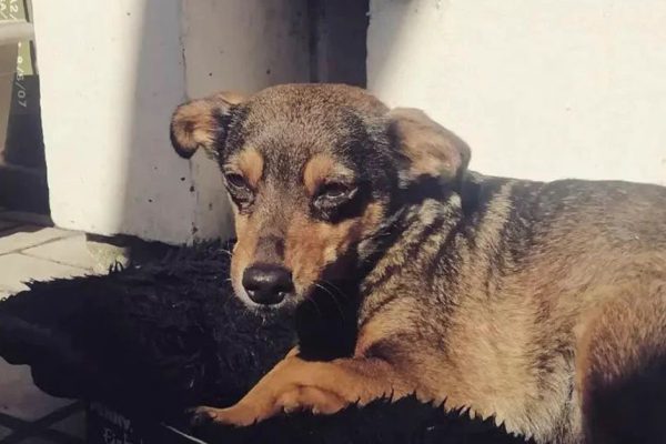 Житель Мариуполя прошел пешком 200 км до Запорожья вместе со своей собакой Жужей