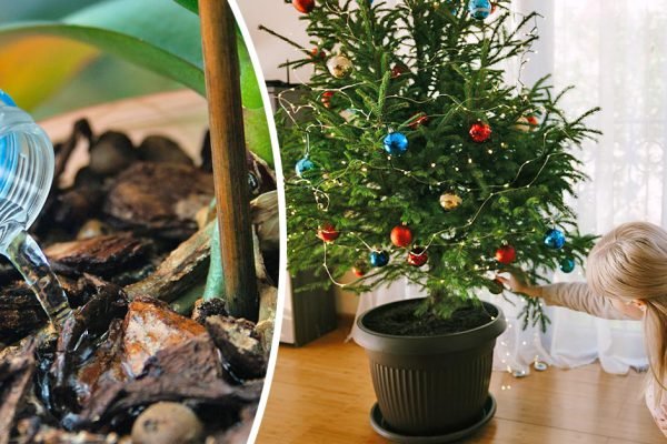 Бабушка с дедом всегда поливали живую елку так, она не осыпалась до Крещения