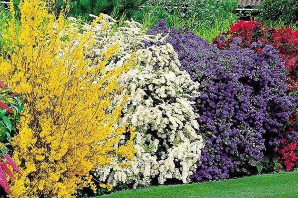 Вырастила живую изгородь вместо забора, предостерегаю, какие растения могут захватить всю дачу