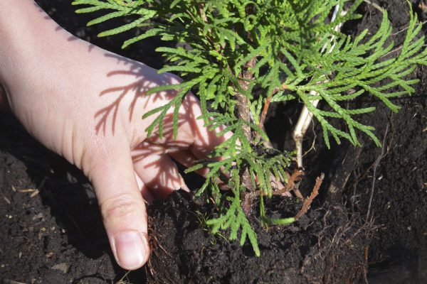 Решила сделать на даче живую изгородь из туи, придумала способ реализовать это без лишних вложений