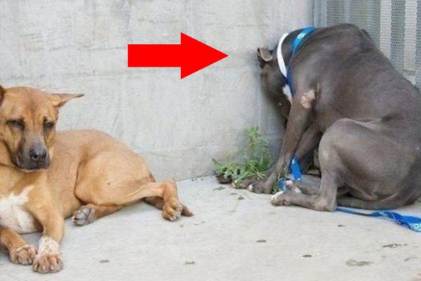 Если ты заметил, что питомец делает ЭТО, быстрей веди его к ветеринару!