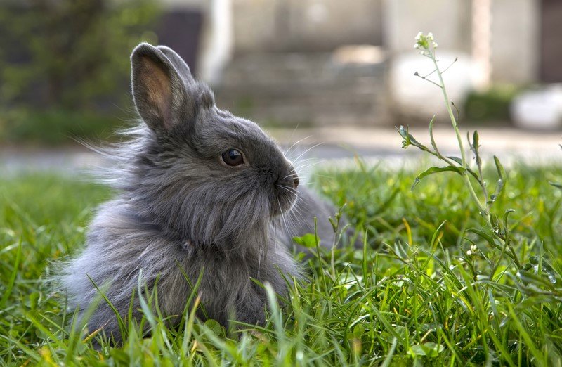 чайлдфри исследования