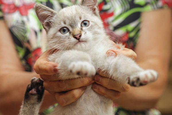 Что нельзя делать с кошкой, чтобы не нарушить идиллию