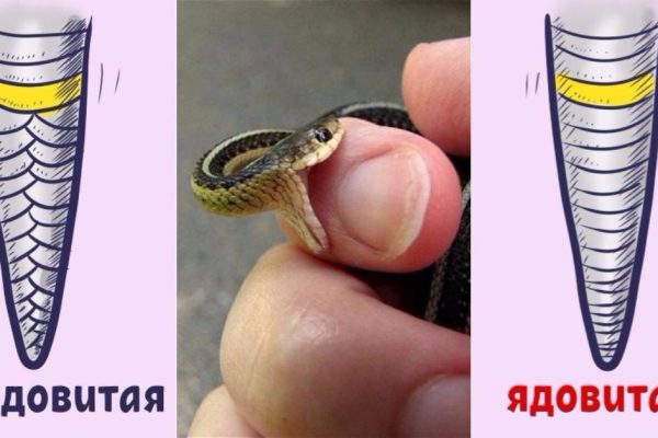 Теперь я не боюсь змей! И еще 10 лайфхаков, которые могут спасти жизнь.