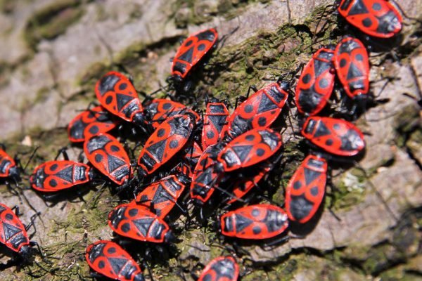 Что делать, если клопы-солдатики заполонили сад или участок, мало кто знает о них одну важную деталь